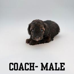 Coach - Black tri-color male Aussiedoodle puppy in West Monroe, Louisiana from Diamond M Poodles and Doodles
