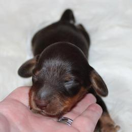 Chocolate and Tan Female - Chocolate and tan female Dachshund puppy in Lily, Kentucky from Little Acres Miniature Dachshunds