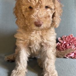 Goldendoodle Puppies from Aimee Schamback