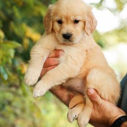 Miss Red - Golden female Golden Retriever puppy in Paoli, Indiana from Rose n’ Thistle Farm