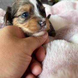 Lyra - Parti female Yorkshire Terrier puppy in Denair, California from YorkieVillaPaws
