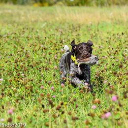 German Shorthaired Pointers from Little Hunter Kennels