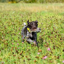 German Shorthaired Pointers from Little Hunter Kennels