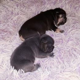 French Bulldog Puppies from Liebsthal