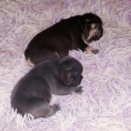 French Bulldog Puppies from Liebsthal