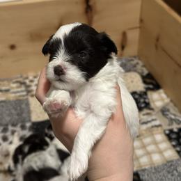 Sweet pea - Parti female Miniature Schnauzer puppy in Tacoma, Washington from MSR Mini Schnauzers