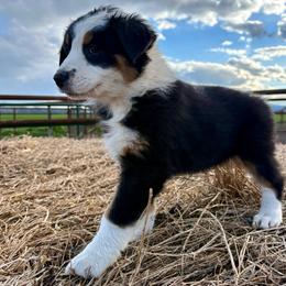 Aspen - Black tri-color female Australian Shepherd puppy in Preston, Idaho from KC Bar Ranch Aussies