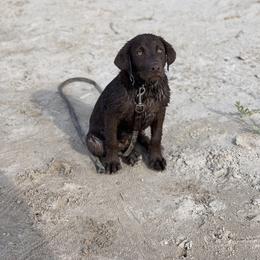 Labrador Retriever Puppies from Heather Luis