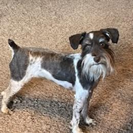 Patty - Miniature Schnauzer