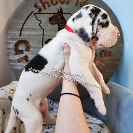 Red collar - Harlequin male Great Dane puppy in Alton, Illinois from Show Me Great Danes and Basset Hounds
