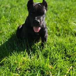 Cane Corso Puppies from JSM Corsos