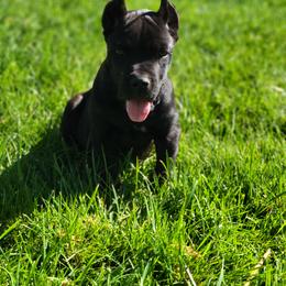 Cane Corso Puppies from JSM Corsos