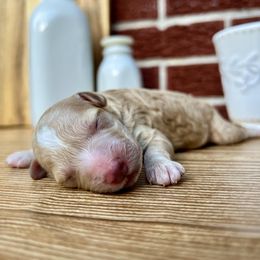 Goldendoodle and Poodle Puppies from SnickerDoodlePups