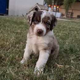 Kora - Red merle female Australian Shepherd puppy in San Tan Valley, Arizona from Reeds Ranch