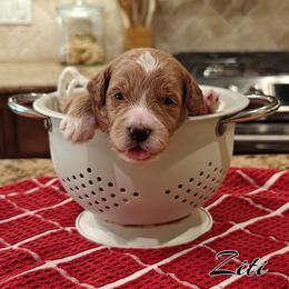 Ziti (Lt Blue Collar) - Apricot male Goldendoodle puppy in Guthrie, Oklahoma from Edmond Doodles, LLC