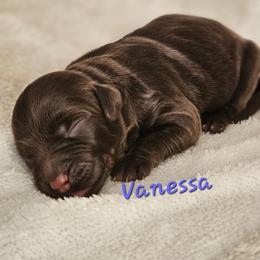 Vanessa - Chocolate female Goldendoodle puppy in Kansas City, Missouri from Poppy's Doodles