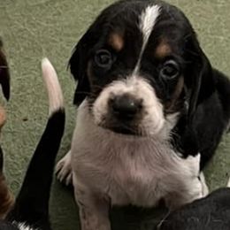 Basset Hounds from Lake Erie Basset Hounds of Michigan