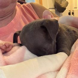 Girl 2 - Blue female Italian Greyhound puppy in Plains, Georgia from Amayz Italian Greyhounds