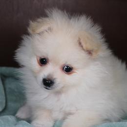 AKC Boo - Cream male Pomeranian puppy in Albany, Indiana from Hatz Off Puppies