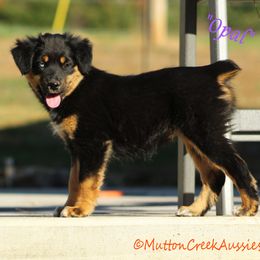 Blue Eye Opal - Black tri female Miniature Australian Shepherd puppy in Dadeville, Missouri from Mutton Creek Aussies