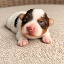 Jasper - Tan and white male Yorkshire Terrier puppy in Jacksonville, Florida from Yorktown Yorkies