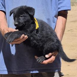 Boy 3 Yellow - Black male German Shepherd puppy in Lake George, Colorado from High Country German Shepherds