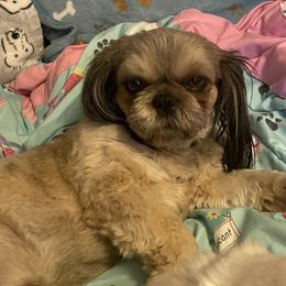 Nala - Shih Tzu