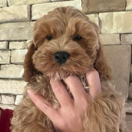 Vano - Golden male Cockapoo puppy in Connersville, Indiana from MoonShine Babies