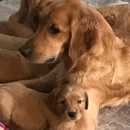 Golden Retriever Puppies from Smokingold Retreivers