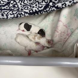 Boy 2 - Tan and white male Yorkshire Terrier puppy in Rio Rancho, New Mexico from Yorkie Envy, LLC