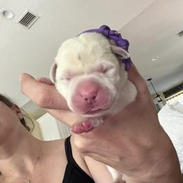 Purple collar - Yellow female Labrador Retriever puppy in Callahan, Florida from Black Bell Labrador Retrievers
