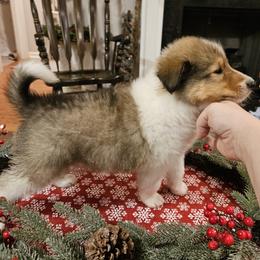 Coconut - Sable and white male Collie puppy in Tennessee from Voneida Collies & Corgis