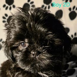 Boy 2 D - Black male Shih Tzu puppy in Buxton, Maine from Shih Tzu Junction