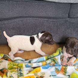Boy 2 - Liver and white male German Shorthaired Pointer puppy in Polk City, Florida from Yates’ GSP