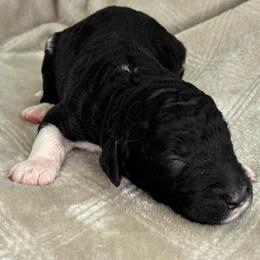 Black and White Parti 5 - Black male Poodle puppy in Monroe, North Carolina from The Klepper Homestead