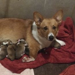 Pembroke Welsh Corgi Puppies from Arrowhead Corgis
