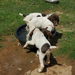 German Shorthaired Pointer Puppies from Cedar Hills GSP