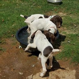 German Shorthaired Pointer Puppies from Cedar Hills GSP
