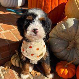Maleficent - Tri-color female Bernedoodle puppy in Alpharetta, Georgia from Doodles of Buckhead