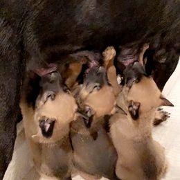 Belgian Malinois and Working Cross Puppies from L G Kennels