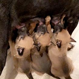 Belgian Malinois and Working Cross Puppies from L G Kennels