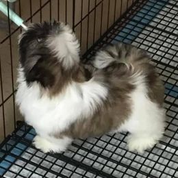 Shih Tzu Puppies from All That