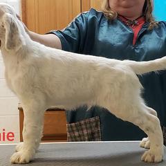 English Setter Puppies from Finlauson's Pet Care Center and Granite State Service Dogs
