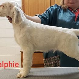 English Setter Puppies from Finlauson's Pet Care Center and Granite State Service Dogs