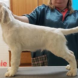 English Setter Puppies from Finlauson's Pet Care Center and Granite State Service Dogs