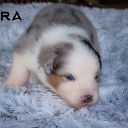Lyra - Australian Shepherd puppy from Northern Star Australian Shepherds