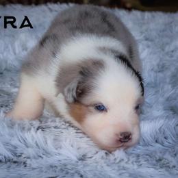 Lyra - Australian Shepherd puppy from Northern Star Australian Shepherds