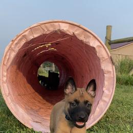 Belgian Malinois and German Shepherd Puppies from Madhouse’s Belgian Malinois and German Shepherds