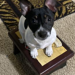 Teddy Roosevelt Terriers from Jeanius Kennel