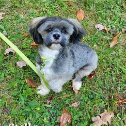 Stella - Lhasa Apso